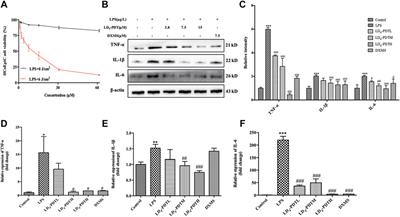 Photodynamic Therapy of Novel Photosensitizer Ameliorates TNBS-Induced Ulcerative Colitis via Inhibition of AOC1